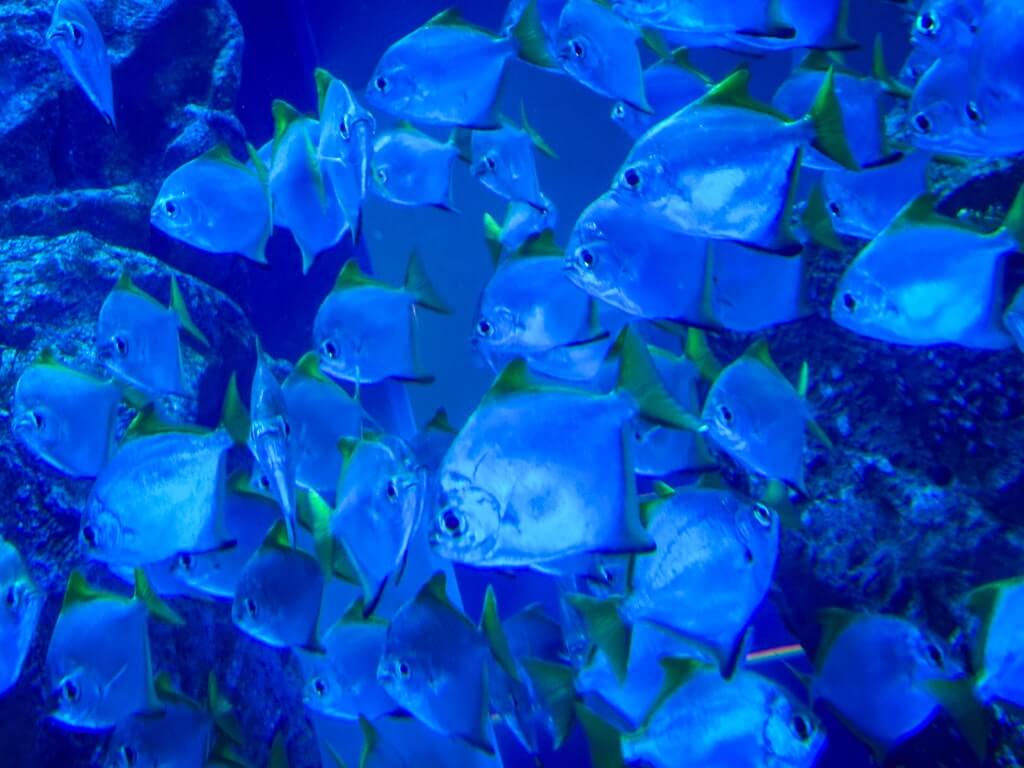 Fish at the Dubai Aquarium and Underwater Zoo